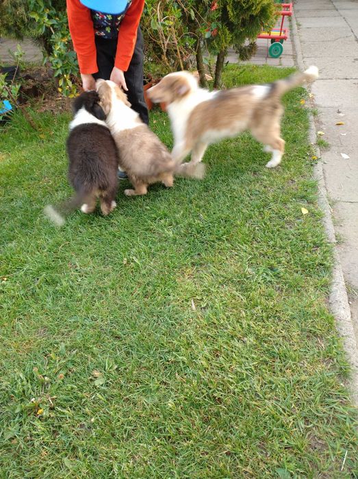 Szczeniak szkocki collie