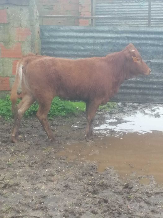 Vitela/Novilha Cx. Limousine