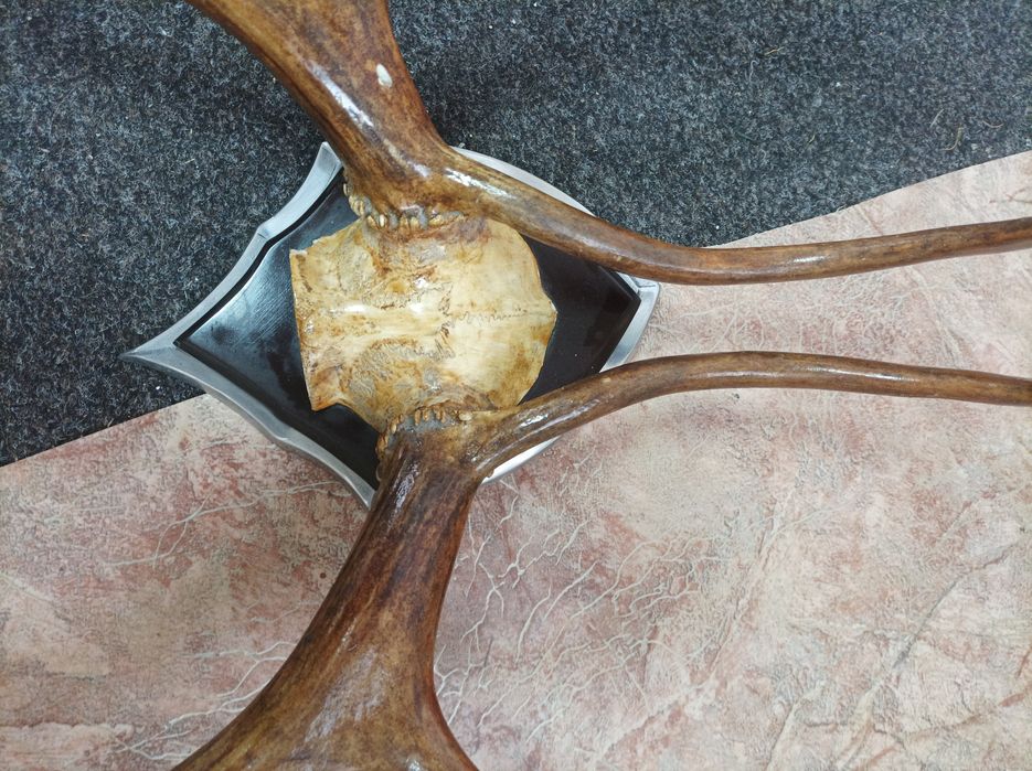 Рога северного оленя