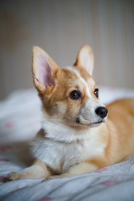 Genetycznie zdrowe Corgi FCI – przebadani rodzice