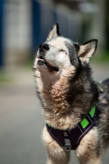 хаскі шукає дім до 6 міс