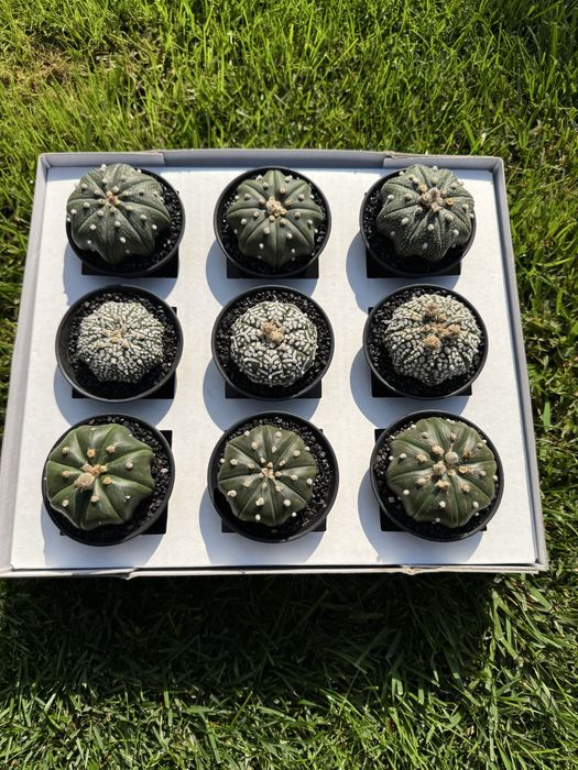 Алое стреліція монстера варієгатна кактус хавортія астрофітум вазон