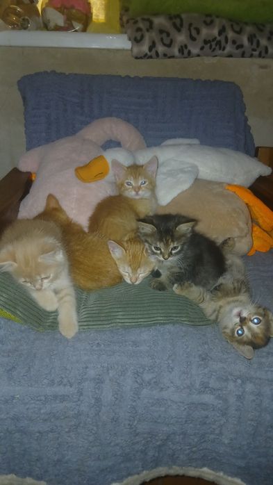 Віддамо котенят, у добрі руки