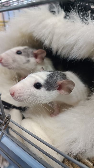 Декоративні Пацюки (щурики)