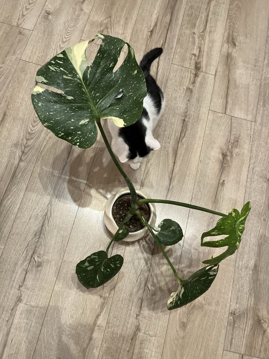 Monstera deliciosa thai constellation CAŁA ROŚLINA