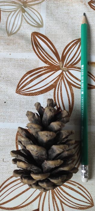 Sprzedam szyszki mix lub nie.