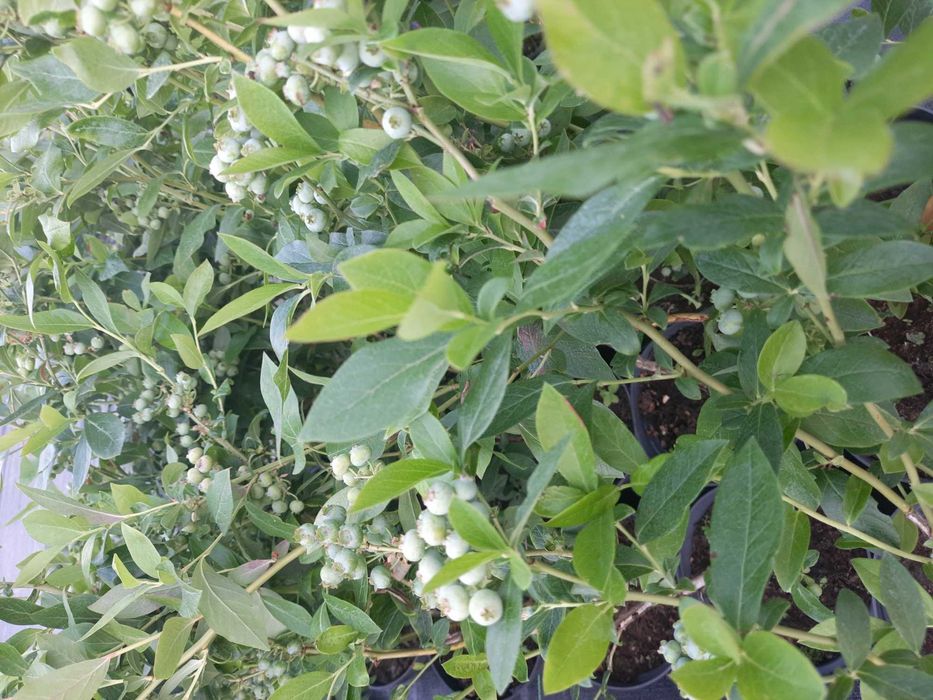 Borówka Amerykańska / Jagoda Kamczacka sadzonki