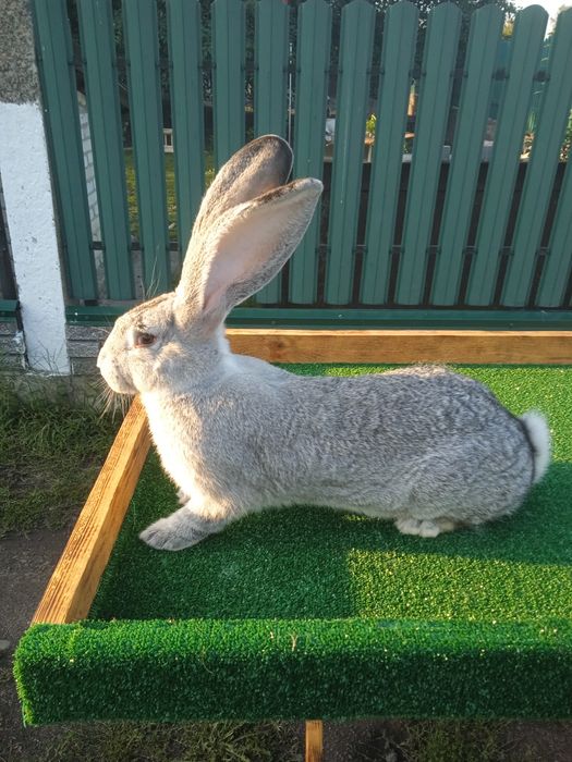 Бельгійський велетень, комбікорм для кроликів Комбіфід