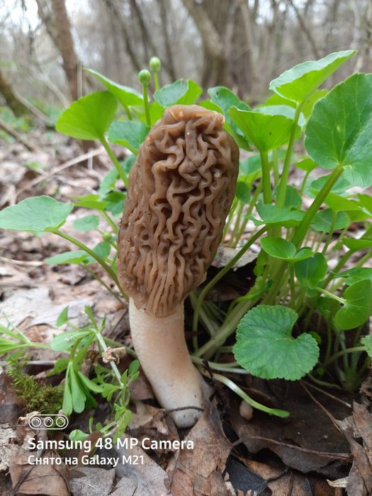 СмОрчки сушені 2025року