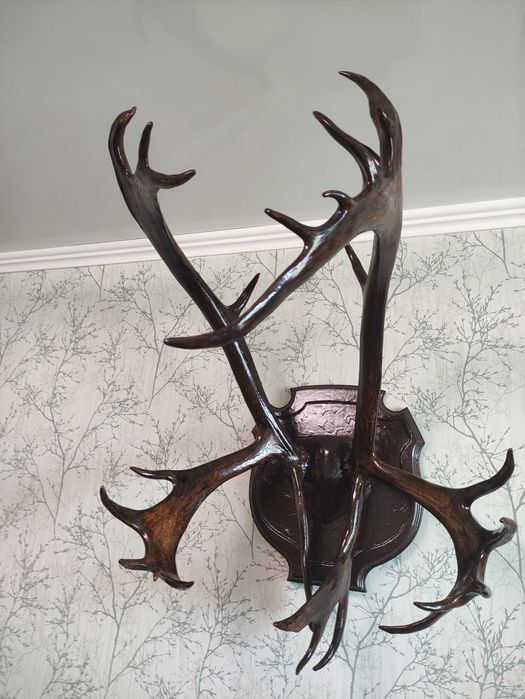 Продам красивые рога оленя