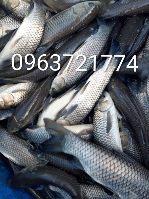 Білий амур... Перевезення живої риби спецавтомобілем.