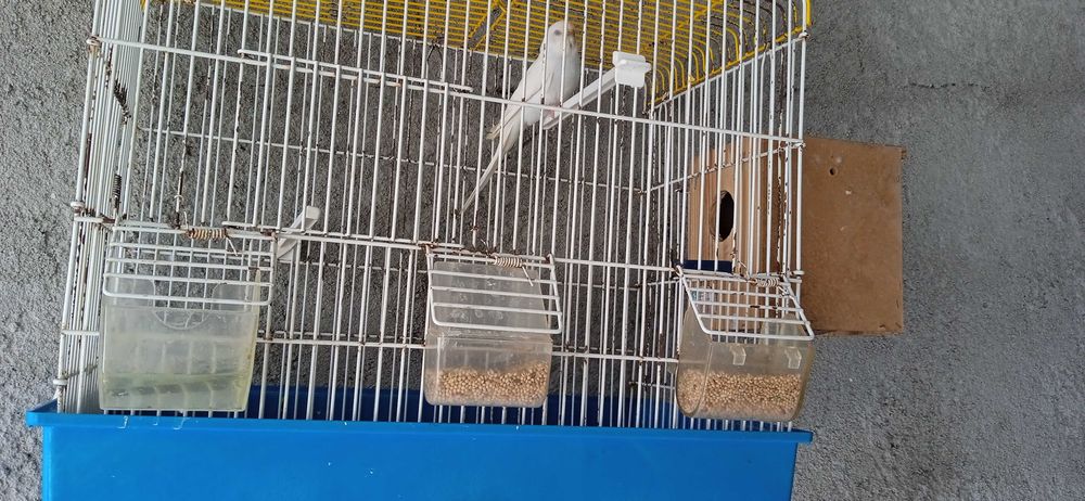 Vendo gaiola com Periquito fêmea e ninho