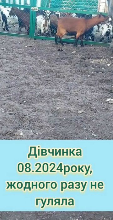 Камерунська коза доросла
