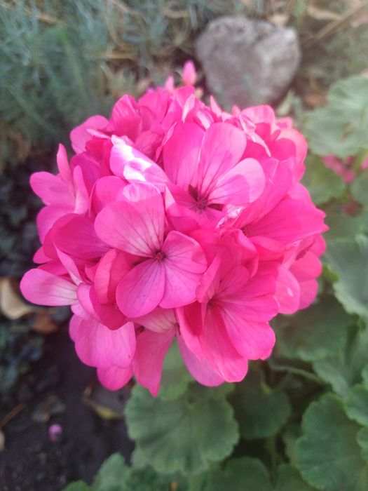 Герань, пеларгония, калачик