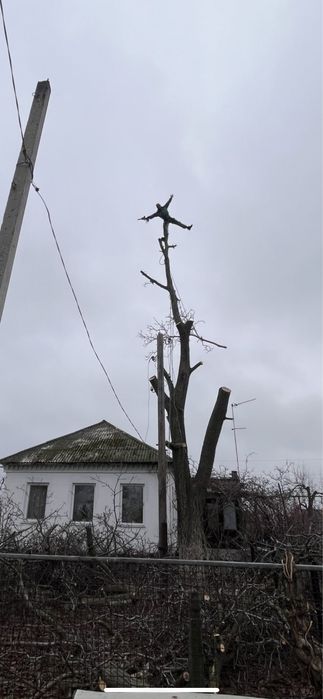 Спил деревьев,обрезка веток,арбаристика,