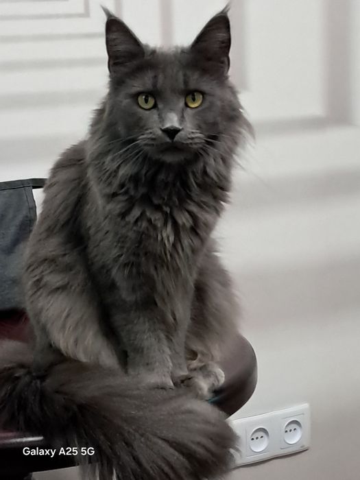 Мейн кун кошенята