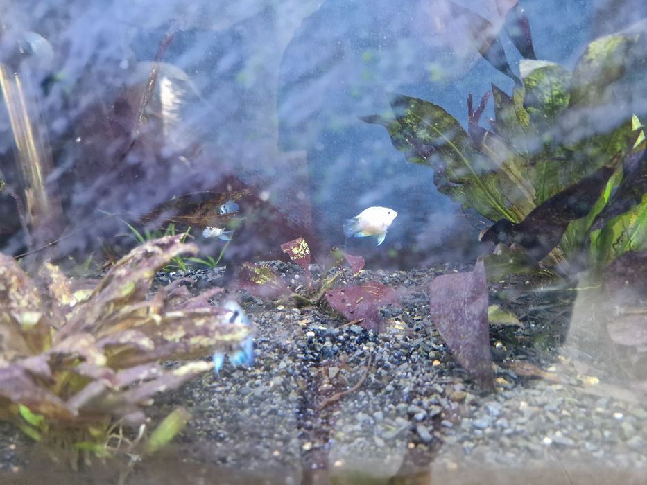 Aquario com móvel
