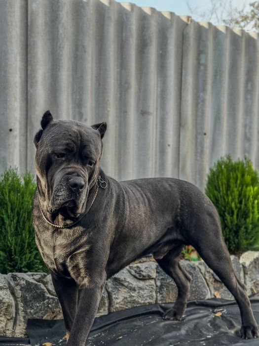 Вязка кане корсо ,кобель с документами