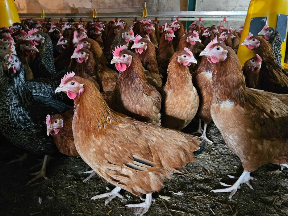 Młode kurki nioski Rosa dowóz gratis