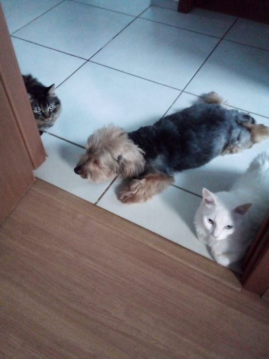 Cuidadora de gatos e cachorros (Cat and Dog)