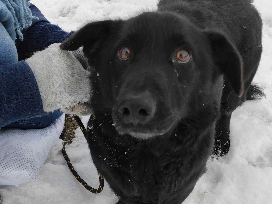 ERICO - mały pies w typie jamnika