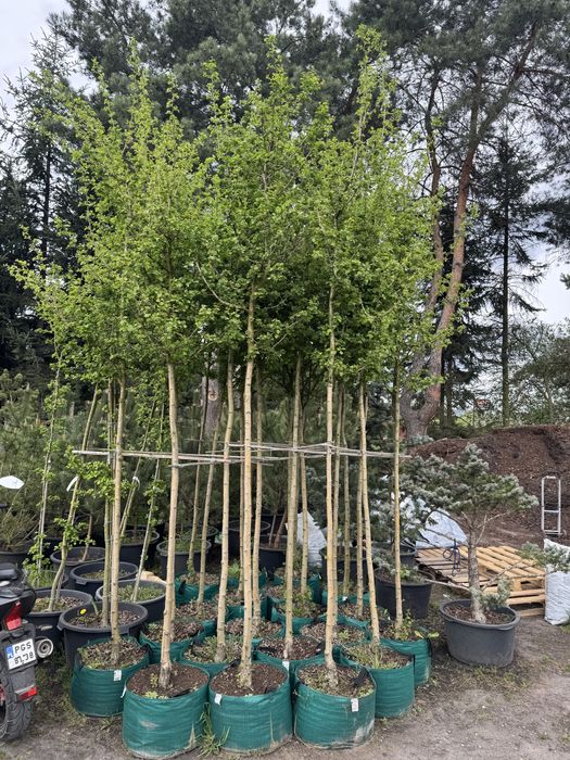 GŁÓG 'Paul's Scarlet' Wys ok. 250cm Donica 65l