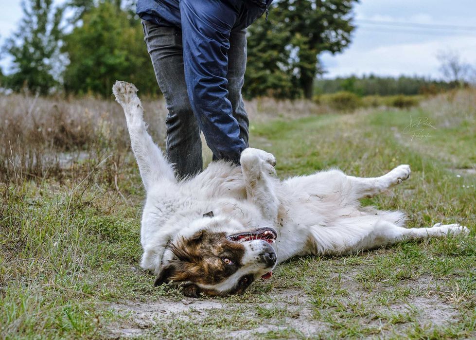 Wspaniała Iskra w typie moskiewskiego psa stróżującego! Adoptuj Ją!