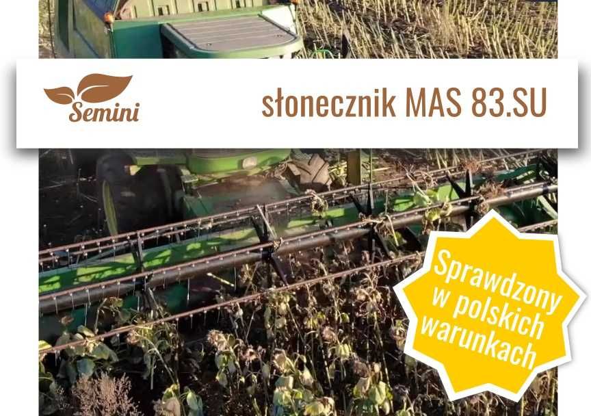 Słonecznik MAS 83.SU - najpopularniejszy nasiona kwalifikat