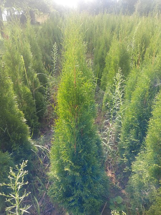 Żywotnik SMARAGD (TUJA SZMARAGD) wysokość 100-110 cm kopana z gruntu