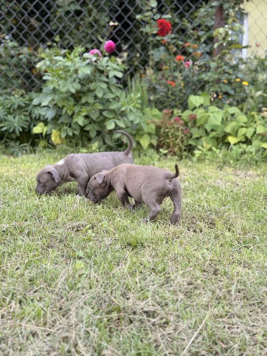 Amstaff - pieski
