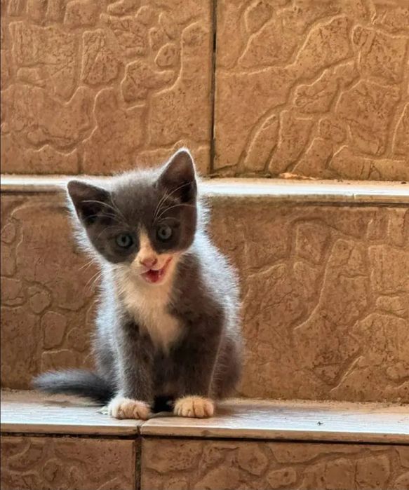 Отдам даром в добрые руки котят