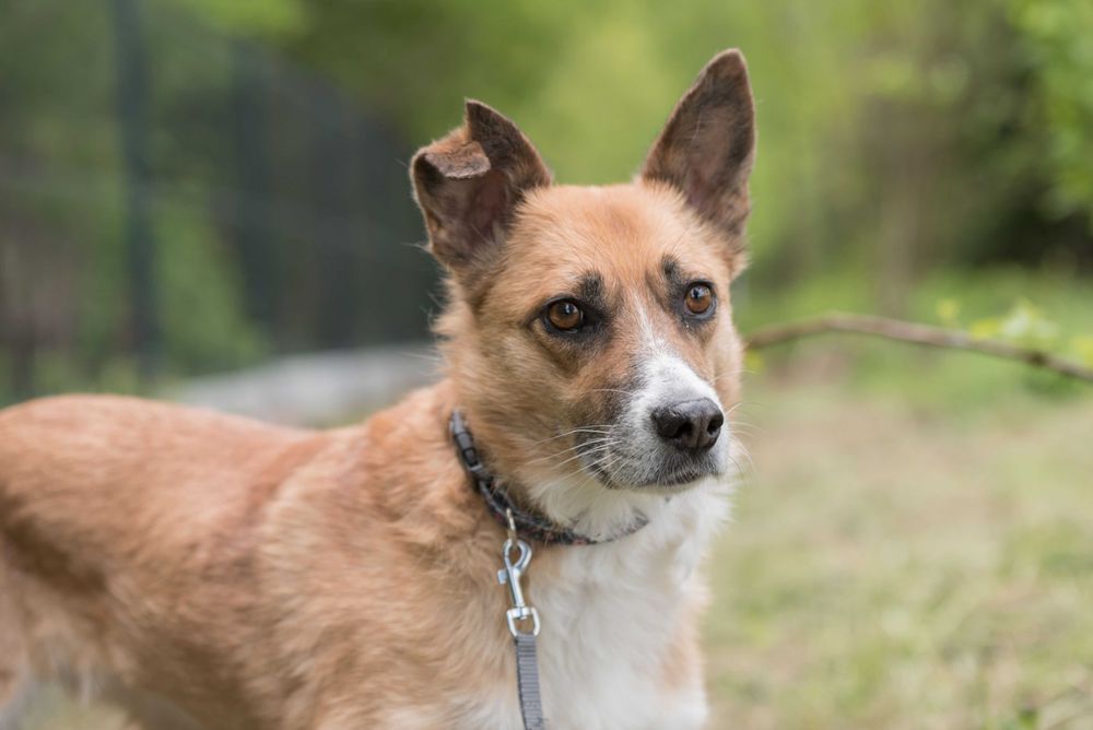 Lilma - delikatna sunia do doświadczonego domu