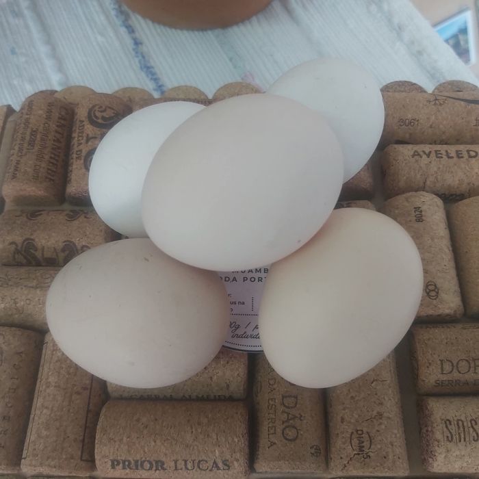 Ovos para incubação- raças autóctones