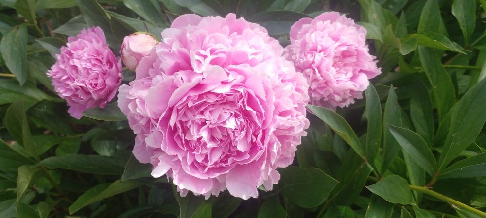 Корни пионов травянистые и древовидный.