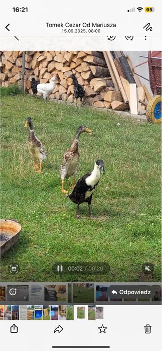 Para kaczek biegus indyjski