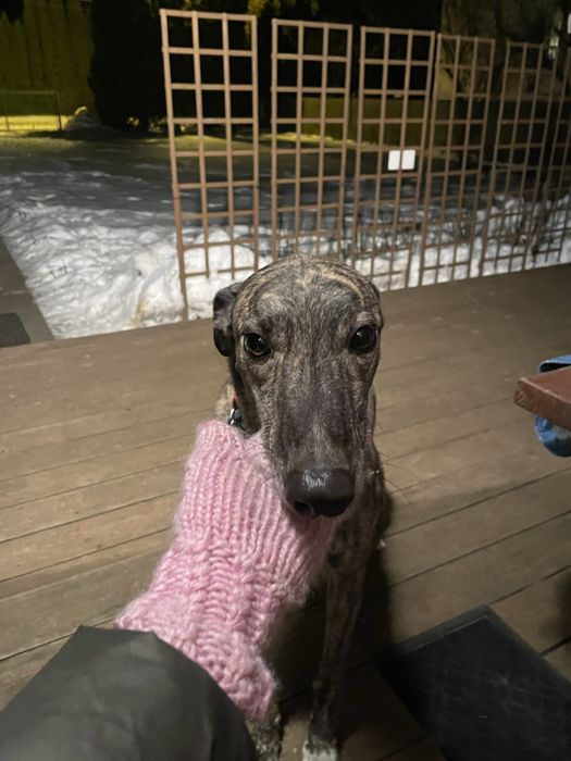 Blakajacy sie piesek