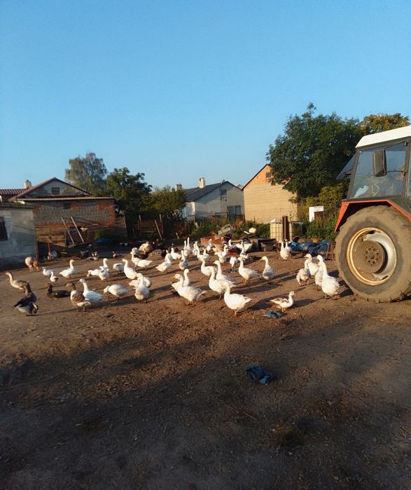 Witam sprzedam kaczki i gęsi.