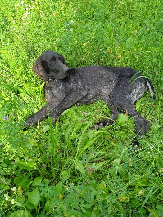 вязка курцхаар   німецька  лягава