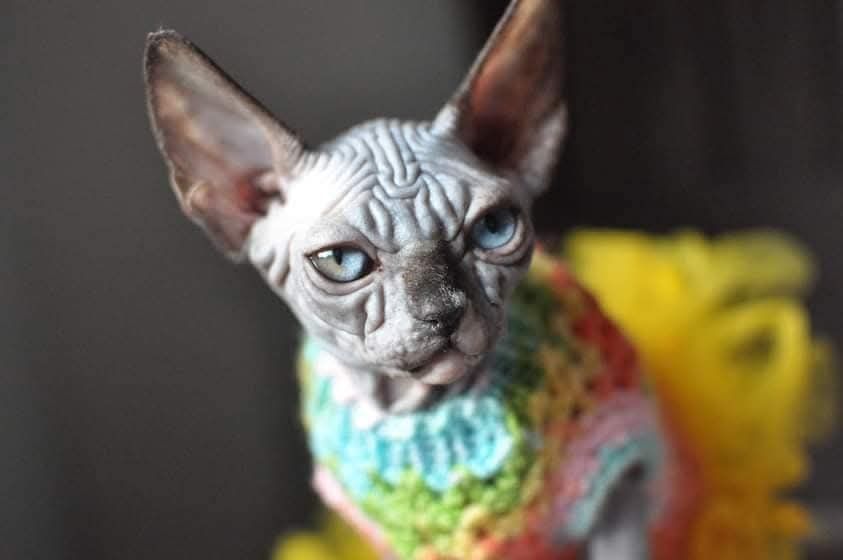 Sfinks piekny łysy kot