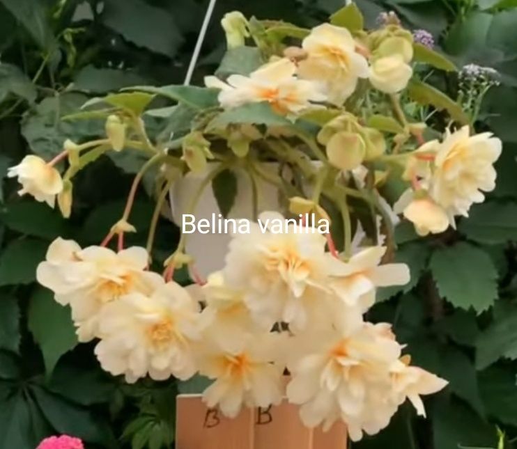 Ампельная бегония