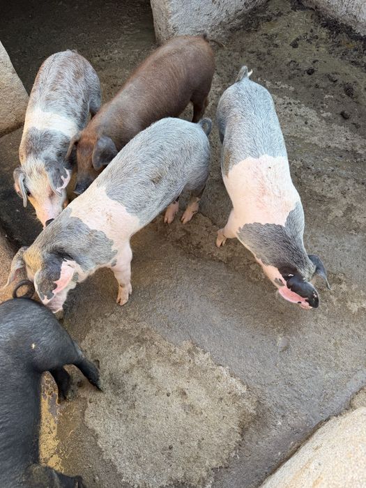 Vendo leitões Bísaro x Duroc