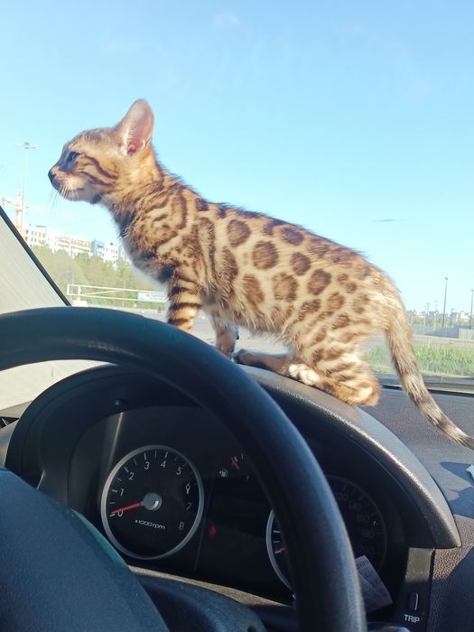 СРОЧНО. Бенгал - дымчатый леопард