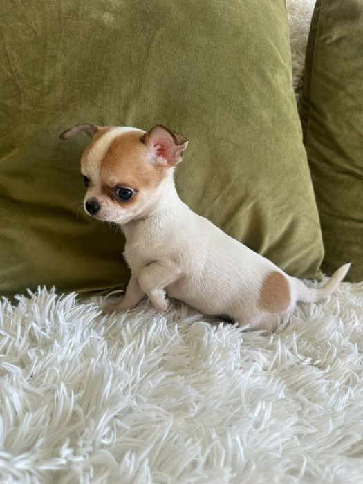Chihuahua  Mini  Menino .Cabeça de maçã. Perfeito!