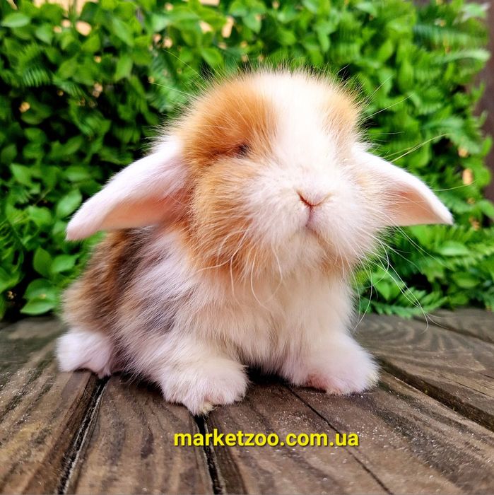 Шикарньій карликовьій кролик мальчик с сатиновьім типом шерсти