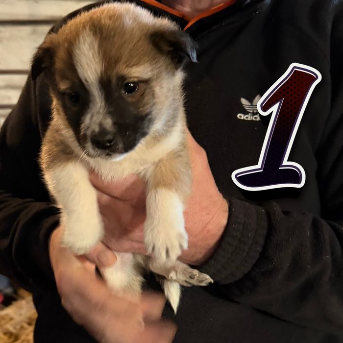 Oddam pieski, psy, szczeniaki, szczeniaczki