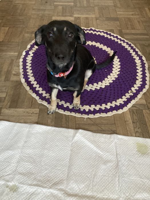 Прилаштовується собачка