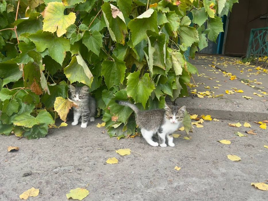 Кошенята, котики в добрі руки