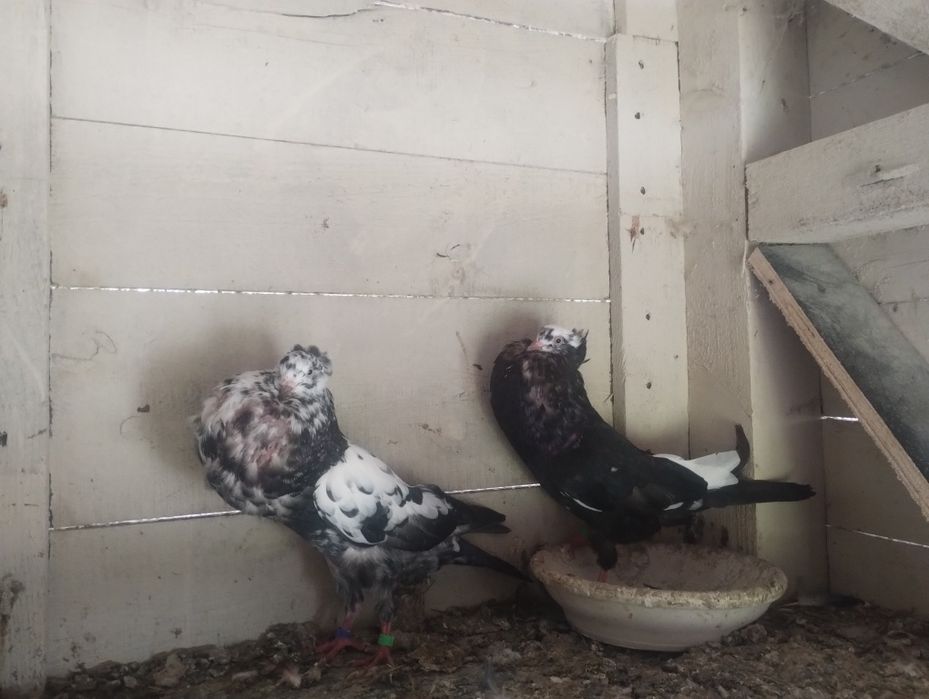 Garłacze koroniaste zamojskie staropolskie gołębie ozdobne