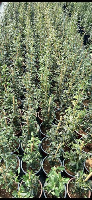 Eugenia Myrtifolia Newport 30-40