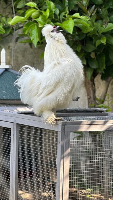 Machos sedosa do Japão